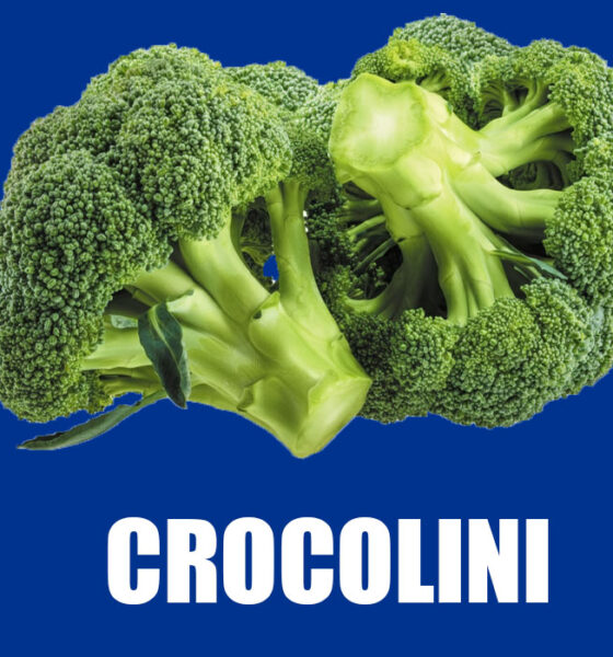 Crocolini